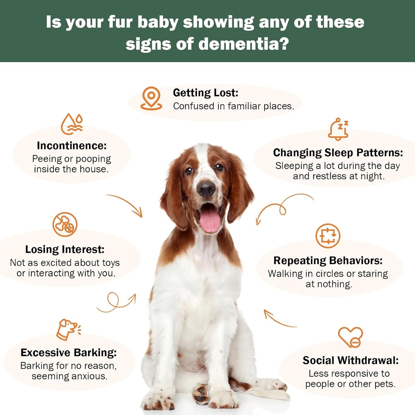 Senior Dog Supplements for Brain Health & Nervous System Support, Mushroom Supplement for Dogs, Dementia Supplement for Calming & Relaxation, Addresses Getting Lost, Social Withdrawal - 59 ML
